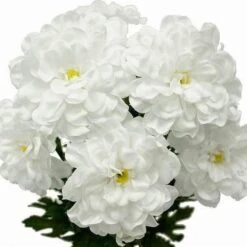 4 Bushes | Artificial High Quality Silk Zinnia Flowers -Home Decor Promotional Store ARTI 1140 WHTx4 01XL grande.progressive 316806d7 a917 48ba 85e1 1fc74b615c1e