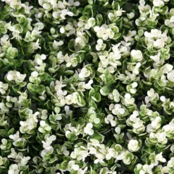 White Tip Green Boxwood Hedge Genlisea Garden Wall Backdrop Mat 4 Artificial Panels 11 Sq Ft. -Home Decor Promotional Store ARTI 5062 GRN 19 D04