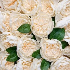 16 Pcs Cream Artificial Foam Blooming Peonies With Stem Box Set, DIY Bouquet Centerpiece 4" -Home Decor Promotional Store ARTI FOAMMIX 01 CRM D10.progressive 38f440e3 a7c1 4415 b433 76bc496f9a5e