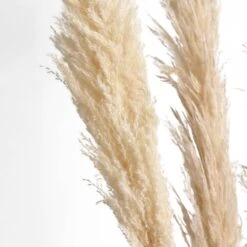 6 Stems Dried Natural Pampas Grass Plant Sprays 49" 35 6 Stems Dried Natural Pampas Grass Plant Sprays 49" -Home Decor Promotional Store ARTI PAMP 001 L WHEA D04