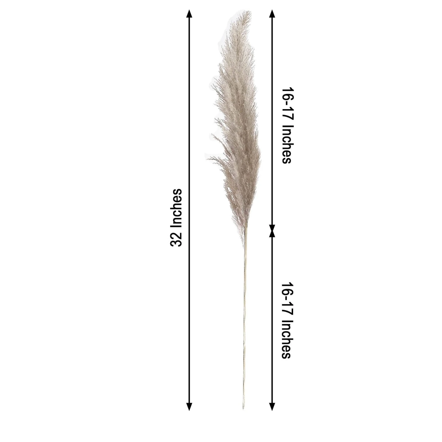 6 Stems Dried Natural Pampas Grass Plant Sprays 32" 7 6 Stems Dried Natural Pampas Grass Plant Sprays 32" - Image 7