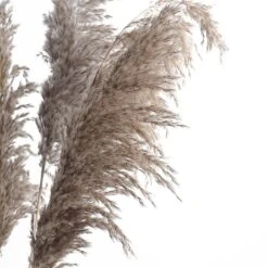 6 Stems Dried Natural Pampas Grass Plant Sprays 32" 23 6 Stems Dried Natural Pampas Grass Plant Sprays 32" -Home Decor Promotional Store ARTI PAMP 001 S NAT D04.progressive eaa39c27 6e4b 4056 accd f7fadb28455e