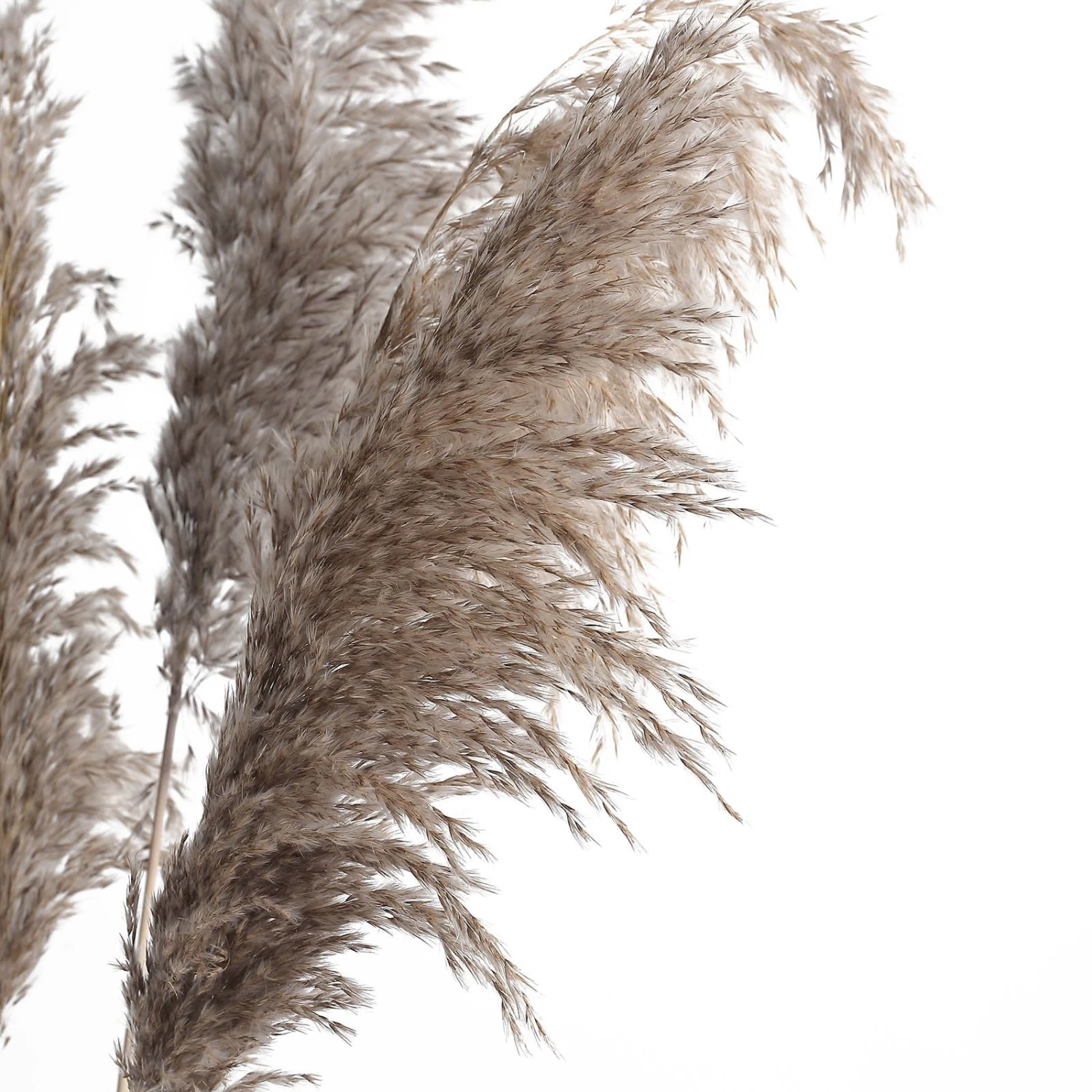 6 Stems Dried Natural Pampas Grass Plant Sprays 32" 5 6 Stems Dried Natural Pampas Grass Plant Sprays 32" - Image 5