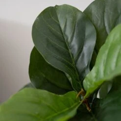 2 Pack Artificial Fiddle Leaf Fig Tree Potted Indoor Planter 3ft -Home Decor Promotional Store ARTI POT TROP002 S GRN D10.progressive b4d33f50 310a 4566 a912 a1f99c2e2c5b