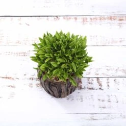 3 Pack Artificial Stump Planter Pot And Aeonium Succulent Plants 6" 16 3 Pack Artificial Stump Planter Pot And Aeonium Succulent Plants 6" -Home Decor Promotional Store ARTI SUC PT001 ASST D06