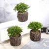 3 Pack Artificial Stump Planter Pot And Aeonium Succulent Plants 6"