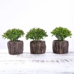 3 Pack Artificial Stump Planter Pot And Aeonium Succulent Plants 6" 13 3 Pack Artificial Stump Planter Pot And Aeonium Succulent Plants 6" -Home Decor Promotional Store ARTI SUC PT001 ASST 02