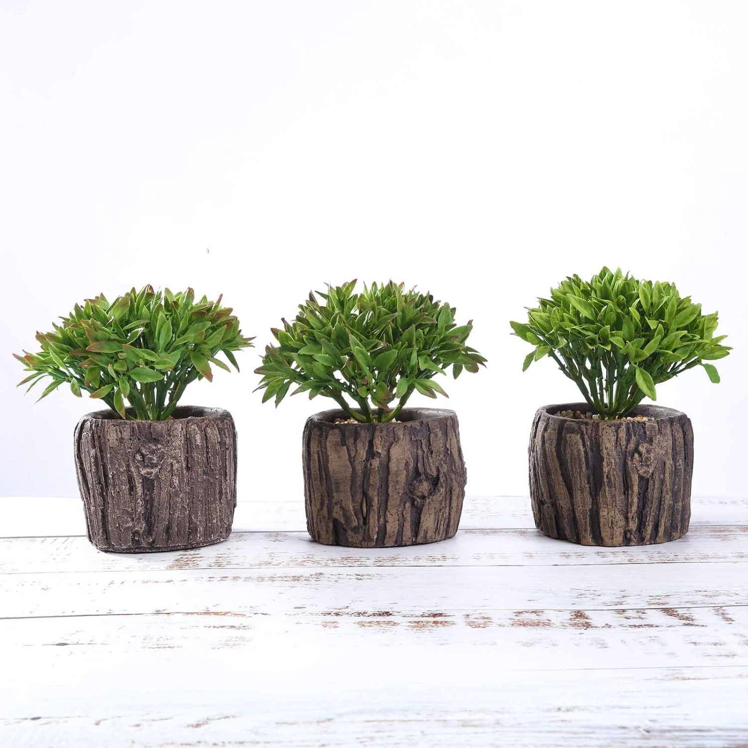 3 Pack Artificial Stump Planter Pot And Aeonium Succulent Plants 6" 3 3 Pack Artificial Stump Planter Pot And Aeonium Succulent Plants 6" - Image 3