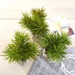 3 Pack Ceramic Planter Pot And Artificial Crassula Succulent Plants 8" -Home Decor Promotional Store ARTI SUC PT002 ASST D0A