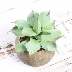 3 Pack Ceramic Planter Pot & Artificial Aloe Succulent Plants 5" 24 3 Pack Ceramic Planter Pot & Artificial Aloe Succulent Plants 5" -Home Decor Promotional Store ARTI SUC PT004 ASST D06