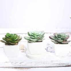 3 Pack Ceramic Planter Pot And Artificial Echeveria Succulent Plant 4" -Home Decor Promotional Store ARTI SUC PT007 ASST D01