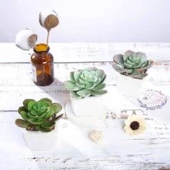 3 Pack Ceramic Planter Pot And Artificial Echeveria Succulent Plant 4" -Home Decor Promotional Store ARTI SUC PT007 ASST D02