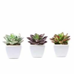 3 Pack Ceramic Planter Pot And Artificial Echeveria Elegans Plants 4" -Home Decor Promotional Store ARTI SUC PT009 ASST 99.progressive 4ade7855 ce84 473a 93eb 8c3ae88f5e4c