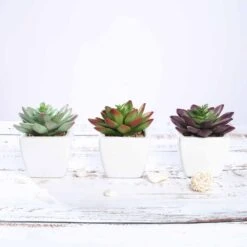 3 Pack Ceramic Planter Pot And Artificial Echeveria Elegans Plants 4" -Home Decor Promotional Store ARTI SUC PT009 ASST D02.progressive ffae54ed 1c89 4217 9223 752641b4edff