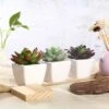 3 Pack Ceramic Planter Pot And Artificial Echeveria Elegans Plants 4"
