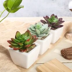 3 Pack Ceramic Planter Pot And Artificial Echeveria Elegans Plants 4" -Home Decor Promotional Store ARTI SUC PT009 ASST 01.progressive 0ec0a5f4 1d87 43a5 a5e1 2edd3dd9bb76