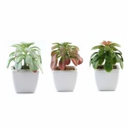 3 Pack Ceramic Planter Pot And Artificial Elegans Succulent Plants 5" -Home Decor Promotional Store ARTI SUC PT016 ASST 99