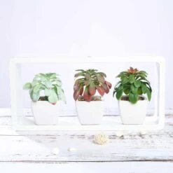 3 Pack Ceramic Planter Pot And Artificial Elegans Succulent Plants 5" -Home Decor Promotional Store ARTI SUC PT016 ASST 02