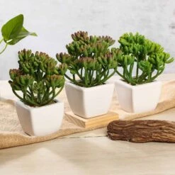 3 Pack Ceramic Planter Pot & Artificial Stonecrop Succulent Plant 7"