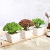 3 Pack Ceramic Planter Pot & Artificial Joy Sedum Succulent Plant 6"