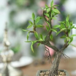 Concrete Planter Pot And Artificial Willow Tree Succulent Plant 9" 15 Concrete Planter Pot And Artificial Willow Tree Succulent Plant 9" -Home Decor Promotional Store ARTI SUC TR002 ASST D01