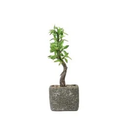 Concrete Planter Pot And Artificial Willow Tree Succulent Plant 9" 20 Concrete Planter Pot And Artificial Willow Tree Succulent Plant 9" -Home Decor Promotional Store ARTI SUC TR002 ASST D09