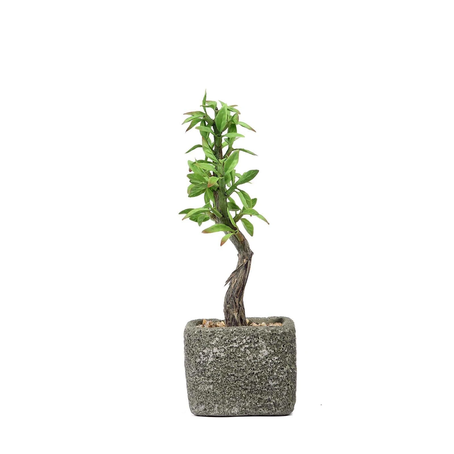 Concrete Planter Pot And Artificial Willow Tree Succulent Plant 9" 10 Concrete Planter Pot And Artificial Willow Tree Succulent Plant 9" - Image 10