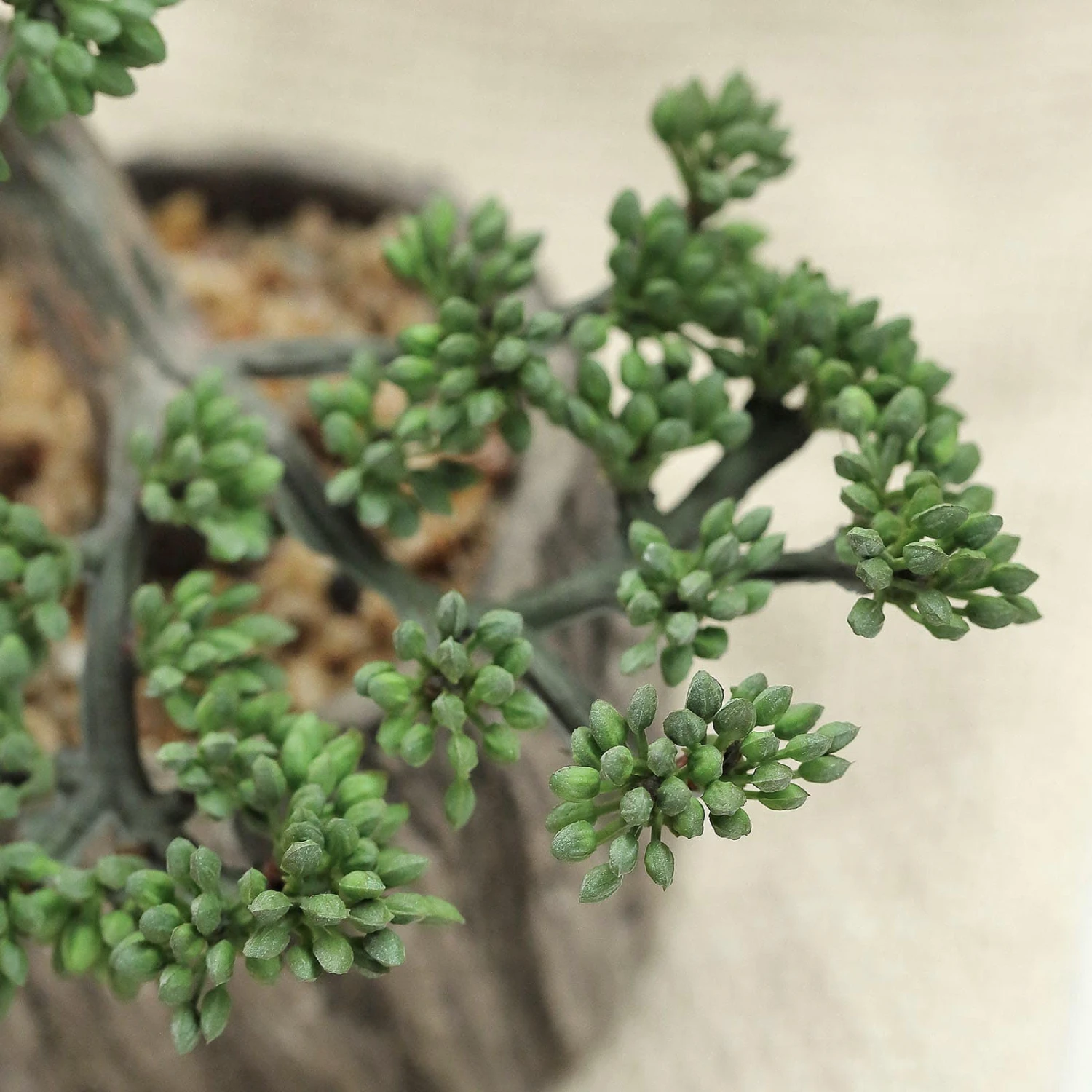 Artificial Tree Stump Planter Pot And Burros Tail Succulent Plant 9" 9 Artificial Tree Stump Planter Pot And Burros Tail Succulent Plant 9" - Image 9