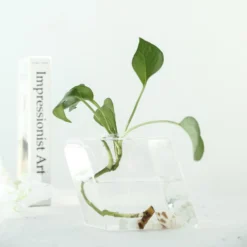 3 Pack - Rhombus Glass Wall Vase - Indoor Wall Mounted Planters - Hanging Terrariums -Home Decor Promotional Store GLAS VASE003 DIA CLR D22