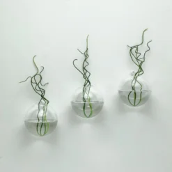 3 Pack - Classic Round Glass Wall Vase - Indoor Wall Mounted Planters - Hanging Terrariums -Home Decor Promotional Store GLAS VASE003 RND4 CLR D26.progressive 010dda42 87ea 4ac4 9441 e4a1defe7322