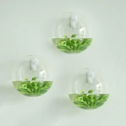 3 Pack - Modish Round Glass Wall Vase - Indoor Wall Mounted Planters - Hanging Terrariums -Home Decor Promotional Store GLAS VASE003 RND5 CLR D01 71b67b46 6405 43a8 bd32 ca8be90229c8