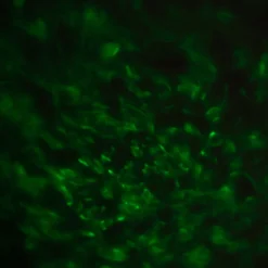 LED Color Changing Star Galaxy Projector Spotlight W/Bluetooth Speaker -Home Decor Promotional Store LED SPT20 MULTI D18.progressive 21d0a7e3 2f5d 4a27 8b27 1fdacbf1f987