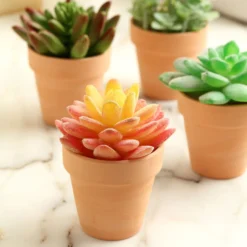 24 Pack | 2.5" Small Mini Ceramic Terracotta Cactus Pot Clay Succulent Planter -Home Decor Promotional Store PLNT CERM 001 S TERC D06.progressive d79fd75d c1c2 4bc1 a015 71613b351e0b