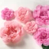 6 Pack Giant Paper Flowers Peony Assorted Sizes - 12" | 16" | 20"