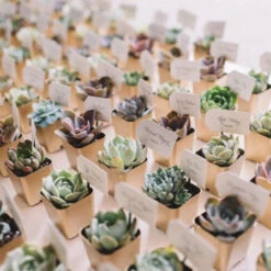 3 Pack Ceramic Planter Pot And Artificial Echeveria Elegans Plants 4" -Home Decor Promotional Store SUCCULENT 1.progressive cc64188b 9246 431b 9631 23d025785857