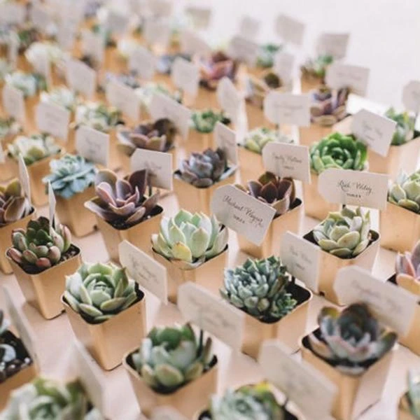 3 Pack Artificial Stump Planter Pot And Aeonium Succulent Plants 6" 9 3 Pack Artificial Stump Planter Pot And Aeonium Succulent Plants 6" - Image 9